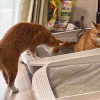 クウちゃんのトイレを気にするカイちゃん