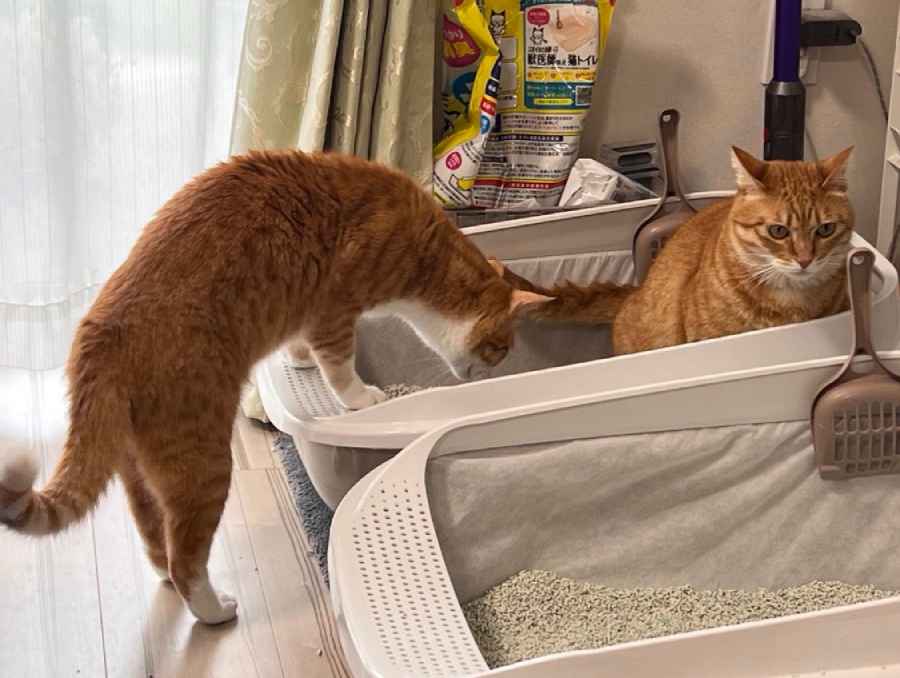 クウちゃんのトイレを気にするカイちゃん