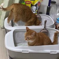 カイちゃんの隣で丹念に砂をかくクウちゃん
