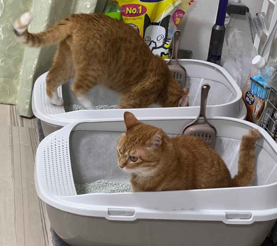 カイちゃんの隣で丹念に砂をかくクウちゃん