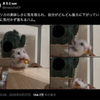 パプリカに夢中なあまり、豪快に後ろへ落っこちてしまうハムスターのまろさんを捉えたXポスト