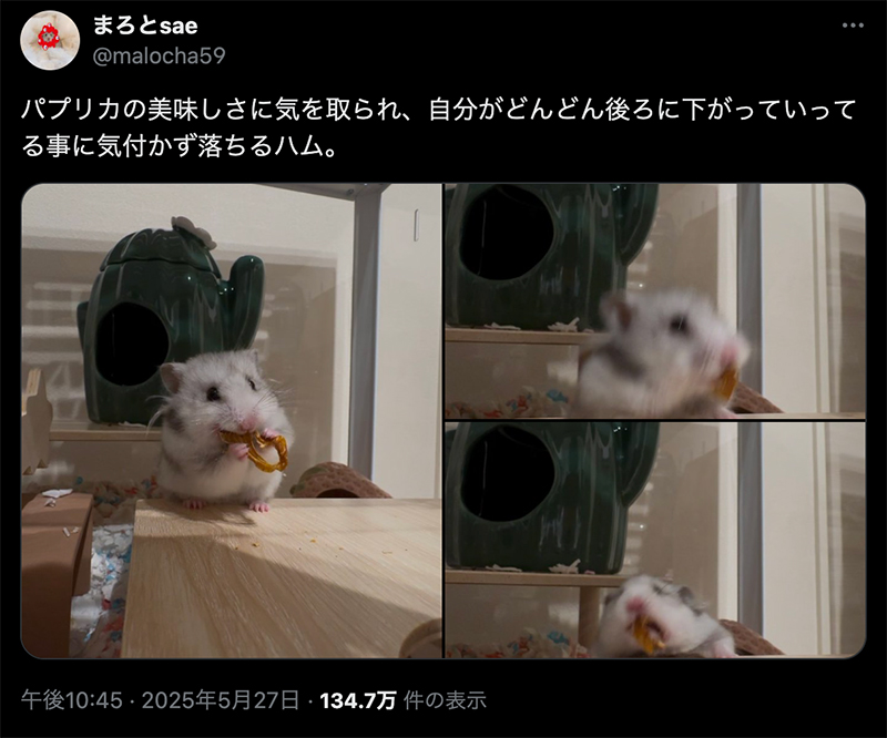 パプリカに夢中なあまり、豪快に後ろへ落っこちてしまうハムスターのまろさんを捉えたXポスト