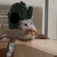 初めてのパプリカ美味しい→！？　夢中で食べるハムスターに起きたハプニング