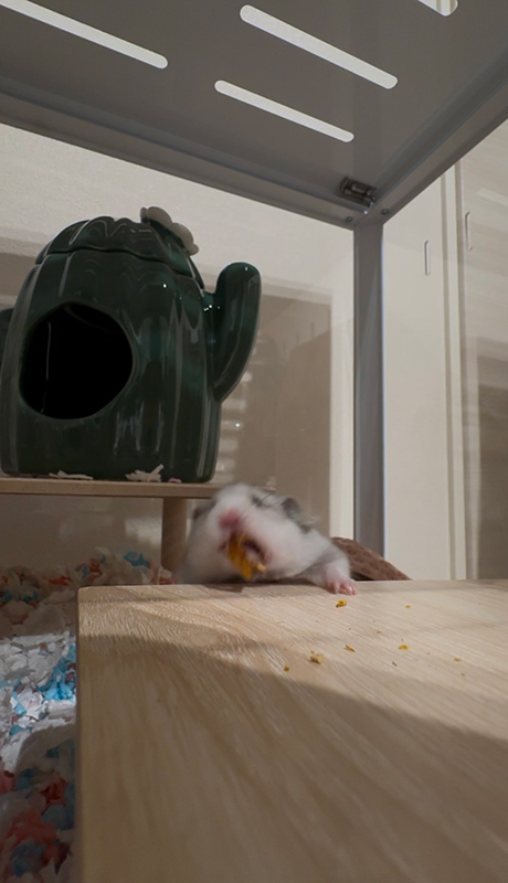 口を開け、叫ぶような表情で盛大に後ろへと落っこちるまろさん