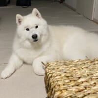 くつろぐこはくちゃんの目の上に眉毛がくっきり