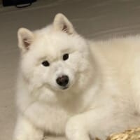ノーメイクにもかかわらず……くっきり眉毛のサモエドさんにほっこり