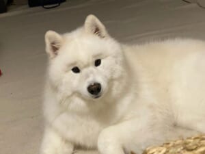 ノーメイクにもかかわらず……くっきり眉毛のサモエドさんにほっこり