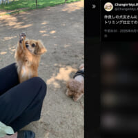 手を上げるように前足をあげ、上目遣いで肉球を見せるモコナモドキ君