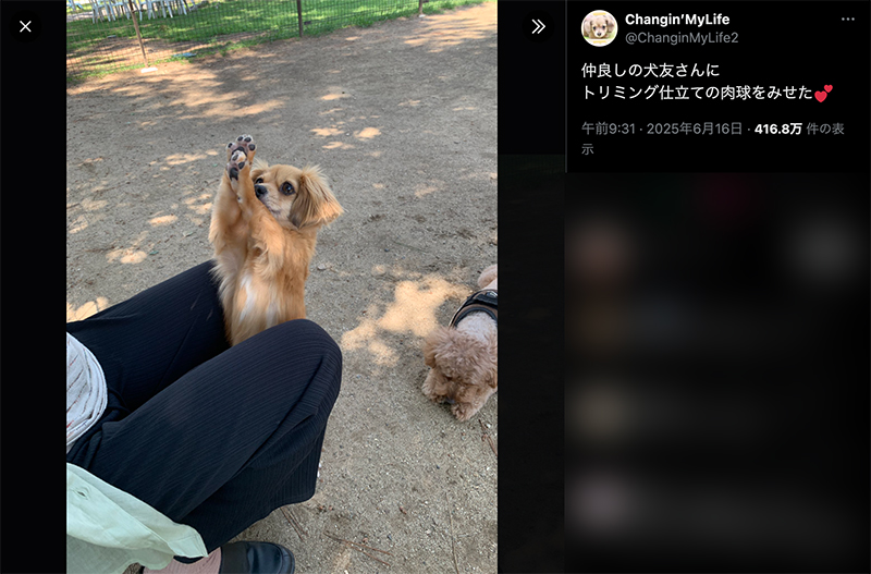 手を上げるように前足をあげ、上目遣いで肉球を見せるモコナモドキ君