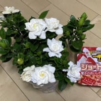 好物×好物＝大好物？焼きそばとケーキが好きな母に贈られた“完璧”なプレゼント