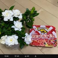 そうだけど、そうじゃない