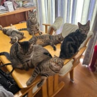 普段から何かと集合しがちな猫ちゃんたち