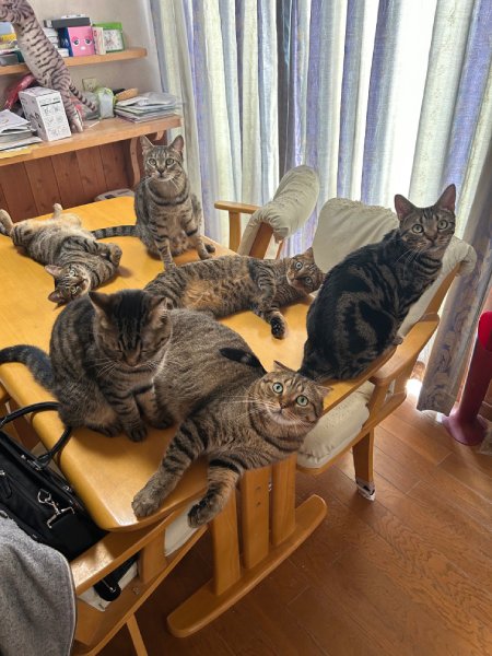 普段から何かと集合しがちな猫ちゃんたち