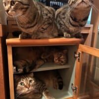 まるでマンション？もらってきた棚が秒で猫ちゃんのたまり場に