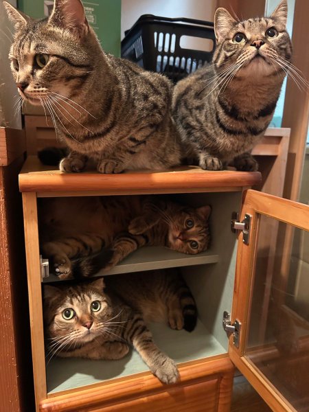 まるでキャットマンション？もらってきた棚が秒で猫ちゃんのたまり場に