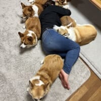 「おちりーず」に完全包囲されて眠る母 5匹のコーギーが守る“幸せすぎる寝姿”