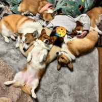 いつも囲まれて眠るお母さん
