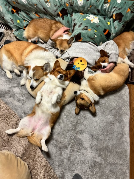 いつも囲まれて眠るお母さん