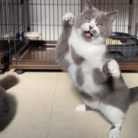 酔ってる？踊ってる？猫ちゃんが表情豊かに面白ポーズ