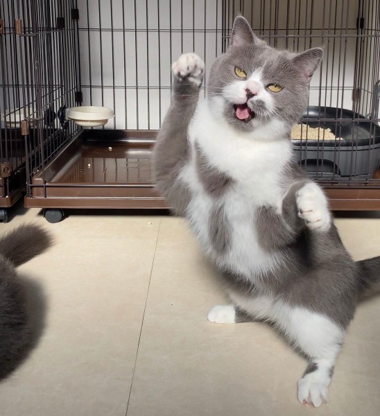 酔ってる？踊ってる？猫ちゃんが表情豊かに面白ポーズ