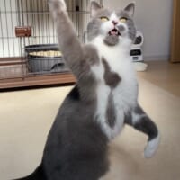 おもちゃで遊ぶアンダルシアくん