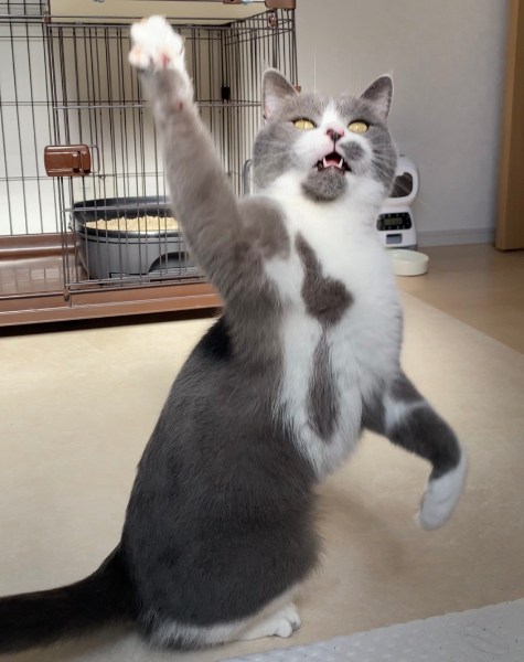 おもちゃで遊ぶアンダルシアくん