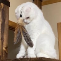 いったいなにが……？おもちゃに完全に興味をなくした猫ちゃん