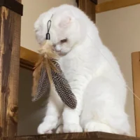 いったいなにが……？おもちゃに完全に興味をなくした猫ちゃん