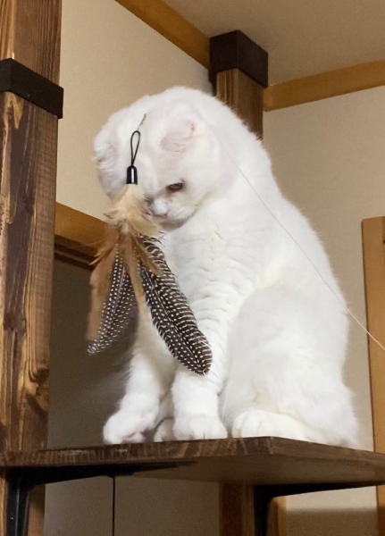 いったいなにが……？おもちゃに完全に興味をなくした猫ちゃん