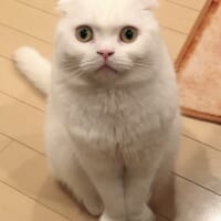 スコティッシュフォールドのむくくん