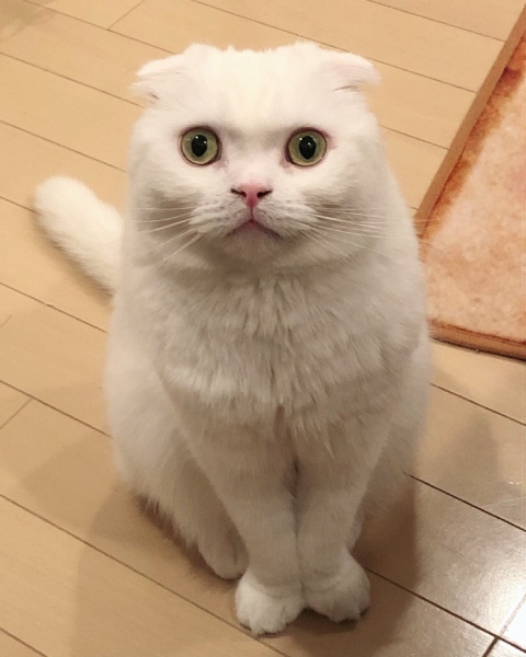 スコティッシュフォールドのむくくん