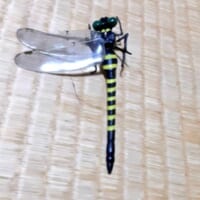 オニヤンマの羽根が取れてしまった状態