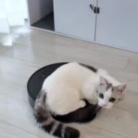 お掃除ロボットを乗りこなす猫　遊んでる？それとも仕事を監視してる？