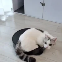 お掃除ロボットを乗りこなす猫　遊んでる？それとも仕事を監視してる？