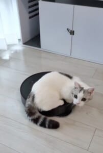 お掃除ロボットを乗りこなす猫　遊んでる？それとも仕事を監視してる？