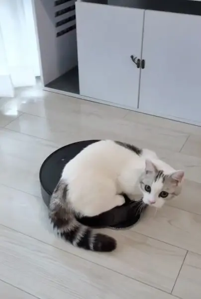 お掃除ロボットを乗りこなす猫　遊んでる？それとも仕事を監視してる？