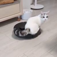 乗りこなすシロップくん