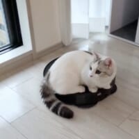 方向転換も何のその