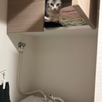 そこには入っちゃダメだ……タオル置き場に侵入して得意顔の猫ちゃん