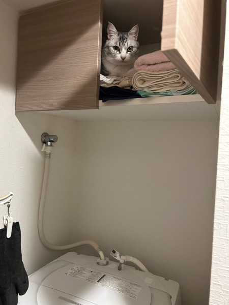 そこには入っちゃダメだ……タオル置き場に侵入して得意顔の猫ちゃん