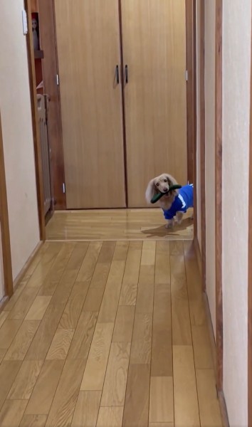どろぼう猫ならぬどろぼう犬？きゅうりをくわえて逃げるワンちゃんの姿を激写