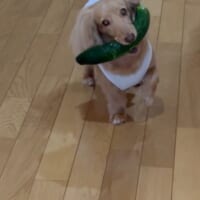 飼い主さんとのやり取りを楽しんでそう