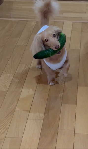 飼い主さんとのやり取りを楽しんでそう