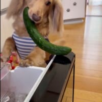 きゅうりをくわえる瞬間