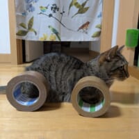 猫なのに高級車！？Xの「レクサスブーム」に“れくサス”降臨