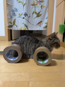 猫なのに高級車！？Xの「レクサスブーム」に“れくサス”降臨