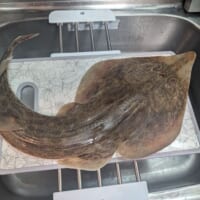 サカタザメ