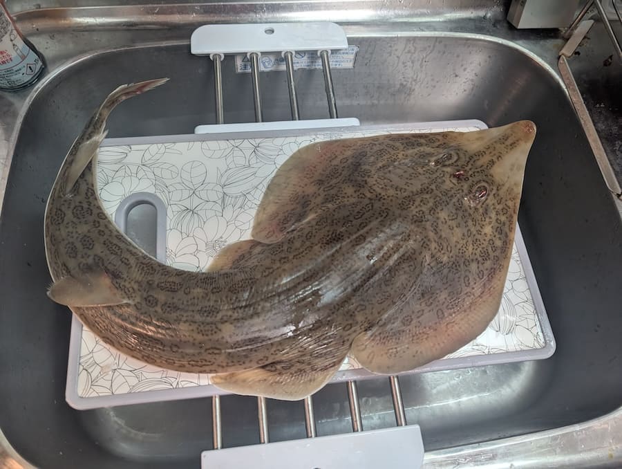 サカタザメ