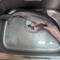 ハナザメ