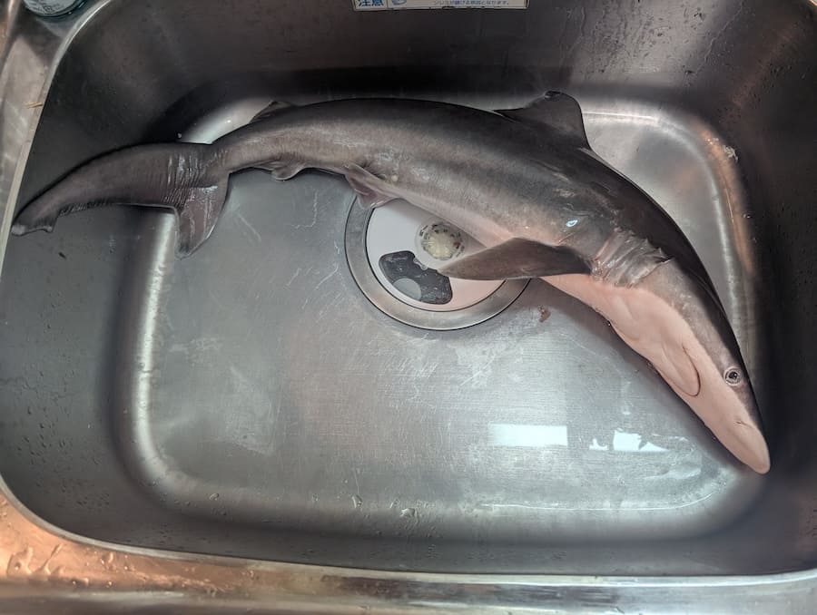 ハナザメ